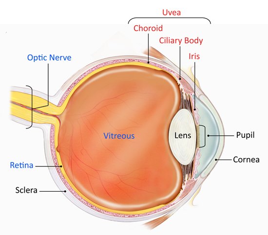 uveitis treatment - mumbai eye retina clinic