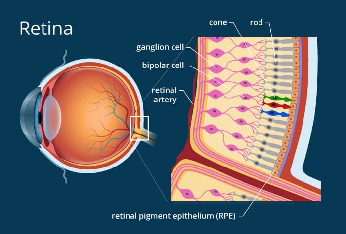 What is the Retina?  Review of the Retina